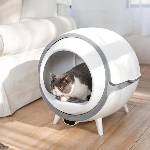 Automatic litter box: how to train my cat to use the litter box Purrbox